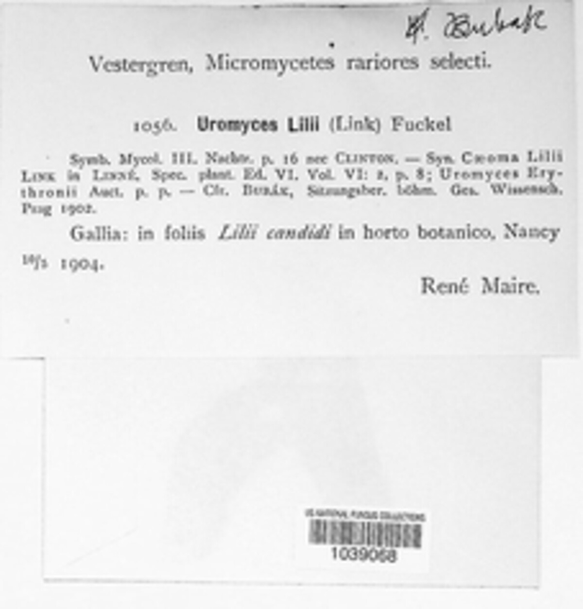 Uromyces aecidiiformis image